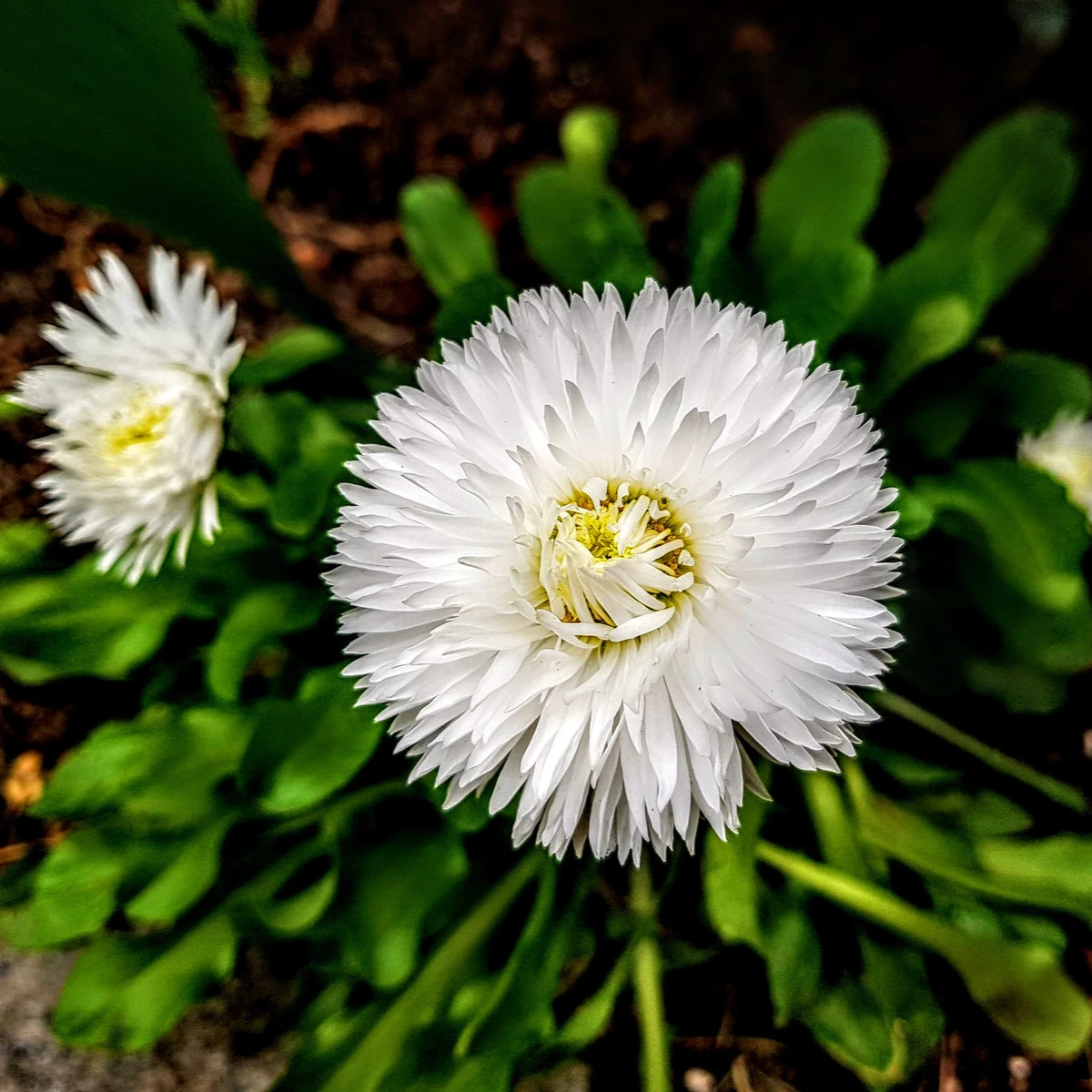Astra čínská bílá Gaia - Callistephus chinensis - semena astry - 150 ks