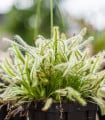 Rosnatka kapská nízká White flower - Drosera Capensis - semena rosnatky - 15 ks