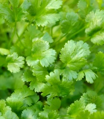 BIO Koriandr setý Caribe - Coriandrum sativum - bio semena koriandru - 50 ks