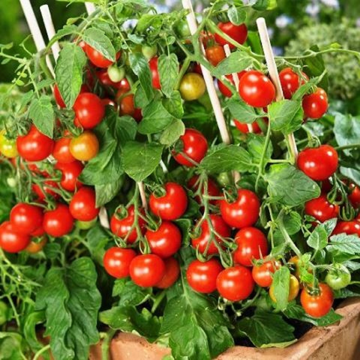 Rajče Donna - Lycopersicon esculentum - semena - 5 ks