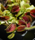 Mucholapka podivná - Dionaea muscipula - semena mucholapky - 10 ks
