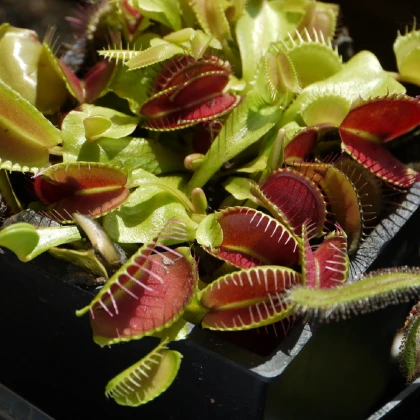 Mucholapka podivná - Dionaea muscipula - semena mucholapky - 10 ks