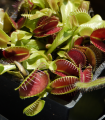 Mucholapka podivná - Dionaea muscipula - semena mucholapky - 10 ks