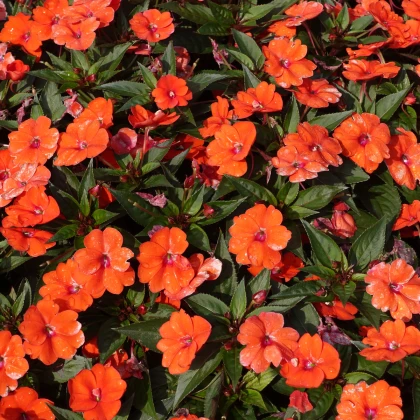 Netýkavka oranžová Accent F1 - Impatiens walleriana - semena netýkavky - 15 ks