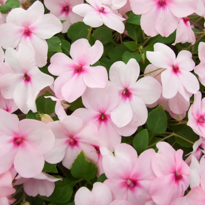 Netýkavka růžová Accent F1 - Impatiens walleriana - semena netýkavky - 15 ks