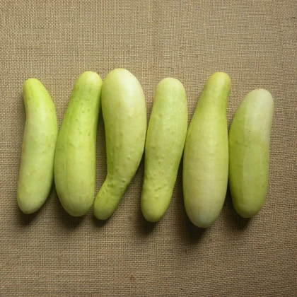 Okurka salátová Martini F1 - Cucumis sativus - semena okurky - 10 ks