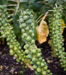 Kapusta růžičková Groninger - Brassica oleracea - semena - 50 ks