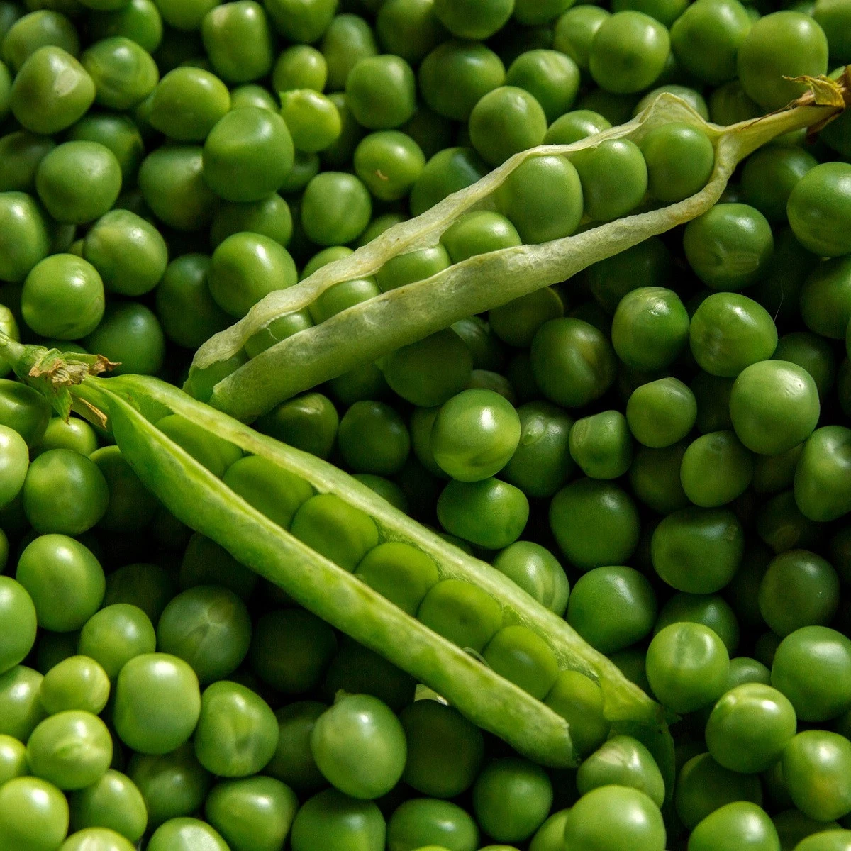 Hrách setý dřeňový Oskar - Pisum sativum - semena hrachu - 80 ks