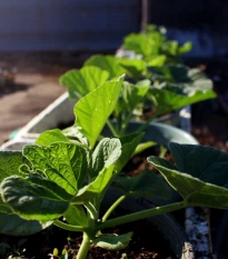 Tykev pro roubování Sprinter F1 - Cucurbita maxima - semena tykve - 12 ks