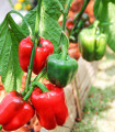 BIO Paprika Yolo Wonder - Capsicum annuum - bio semena papriky - 10 ks