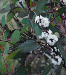 Eukalyptus Pauciflora - Eucalyptus pauciflora - semena - 8 ks