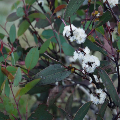 Eukalyptus - Eucalyptus pauciflora - semena eukalyptu - 8 ks