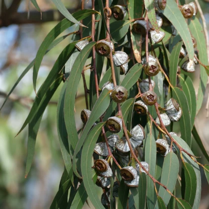Eukalyptus - Eucalyptus globulus - semena eukalyptu - 8 ks
