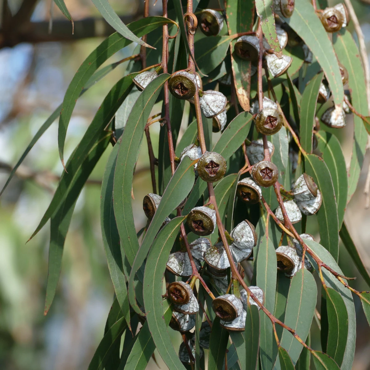 Eukalyptus - Blahovičník - Eucalyptus globulus - semena eukalyptu - 8 ks