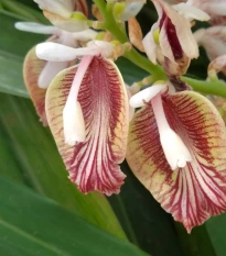 Kardamovník obecný - Elettaria cardamomum - semena kardamovníku - 5 ks