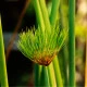 Papyrus - Cyperus papyrus - semena papyru - 8 ks