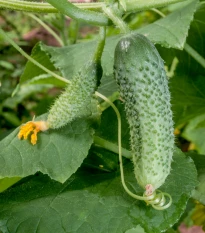BIO Okurka nakládačka Diamant F1 - Cucumis sativus - bio semena okurky - 8 ks