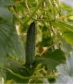 Okurka nakládačka Diamant F1 - Cucumis sativus - semena okurky - 8 ks