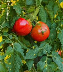 BIO Rajče Serrat F1 - Solanum lycopersicum - bio semena rajčete - 5 ks