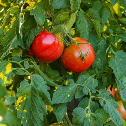 BIO Rajče Serrat F1 - Solanum lycopersicum - bio semena rajčete - 5 ks