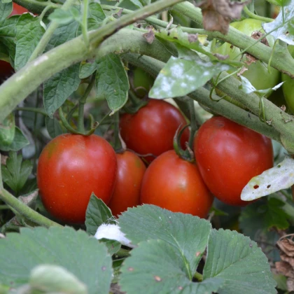 Rajče Mini - Solanum lycoeprsicum - semena rajčete - 20 ks