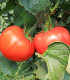 BIO Rajče Diplom F1 - Solanum lycopersicum - bio semena rajčete - 8 ks