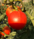 Rajče Harzfeuer F1 - Solanum lycopersicum - semena rajčete - 6 ks