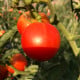 Rajče Harzfeuer - Solanum lycopersicum - semena rajčete - 6 ks