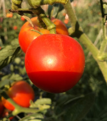 Rajče Harzfeuer F1 - Lycopersicon esculentum - semena rajčat - 6 ks