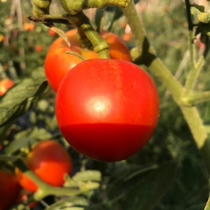 Rajče Harzfeuer - Solanum lycopersicum - semena rajčete - 6 ks