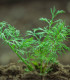 BIO Kopr vonný Hera - Anethum graveolens - bio semena kopru - 400 ks