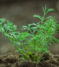BIO Kopr vonný Hera - Anethum graveolens - bio semena kopru - 400 ks