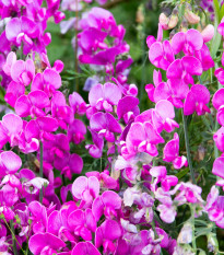 Hrachor vonný Painted Lady - Lathyrus odoratus - semena hrachoru - 12 ks