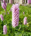 Rdesno Hadí kořen - Bistorta officinalis - semena rdesna - 15 ks