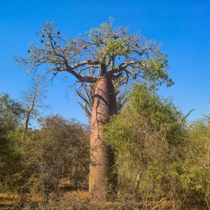 Baobab Fony - Adansonia fony - semena baobabu - 2 ks