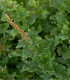 Merlík všedobr - Chenopodium henricus - semena merlíku - 200 ks
