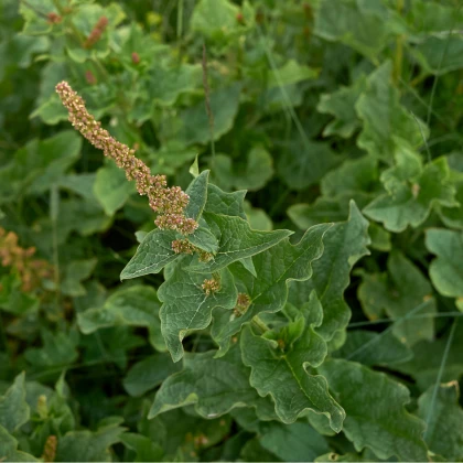 Merlík všedobr - Chenopodium henricus - semena merlíku - 200 ks