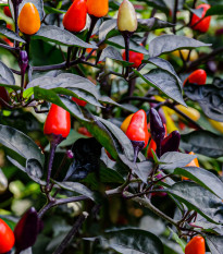 Chilli Numex Twilight  - Capsicum Anuum - semena - 6 ks