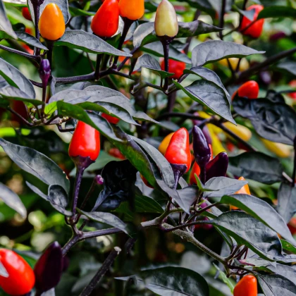 Chilli Numex Twilight  - Capsicum Anuum - semena - 6 ks