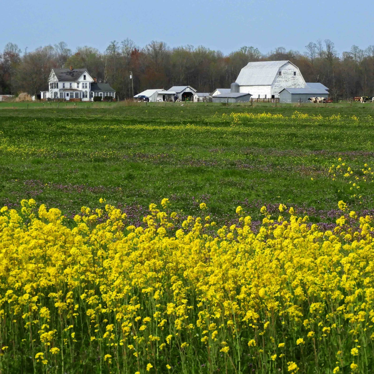 Barborka obecná - Barbarea verna - semena barborky - 150 ks