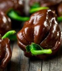 Chilli Habanero Chocolate - Capsicum chinense - semena chilli - 6 ks