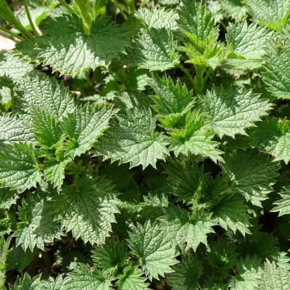 BIO Kopřiva dvoudomá - Urtica dioica - bio semena kopřivy - 500 ks