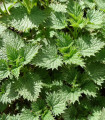 BIO Kopřiva dvoudomá - Urtica dioica - bio semena kopřivy - 500 ks