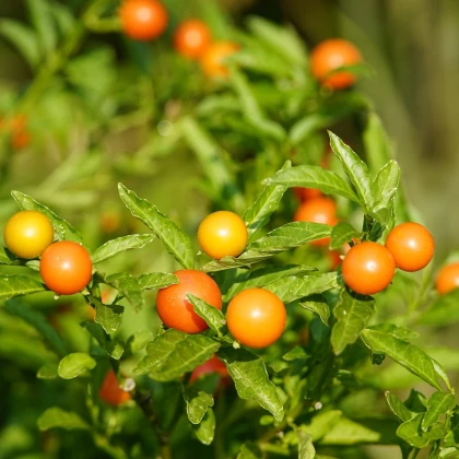 Solanum sessiliflorum - Solanum sessiliflorum - semena solanum - 10 ks