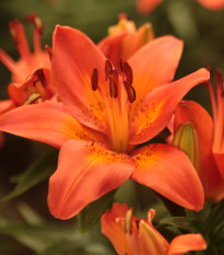Lilie asijská Forever Summer - Lilium - cibuloviny - 1 ks