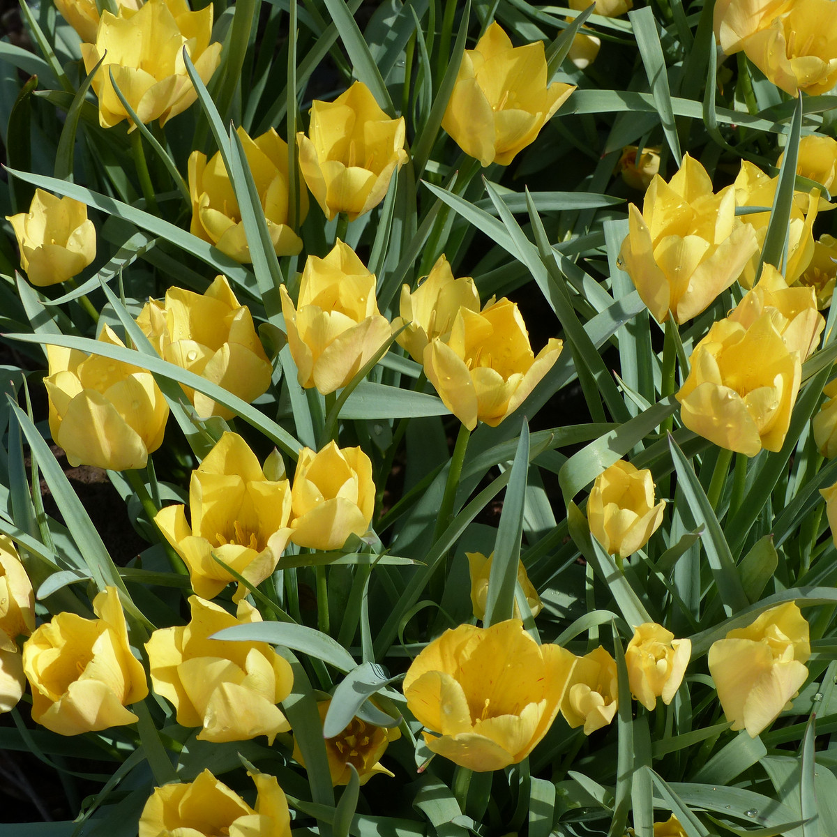 Tulipán Batalinii Bright Gem - Tulipa - cibule tulipánu - 3 ks