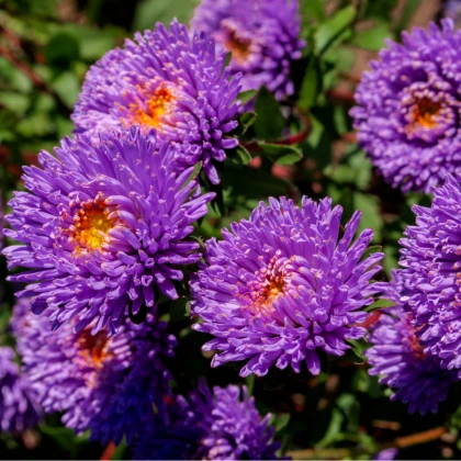 Astra čínská vysoká modrá Princess - Callistephus chinensis - semena astry - 50 ks