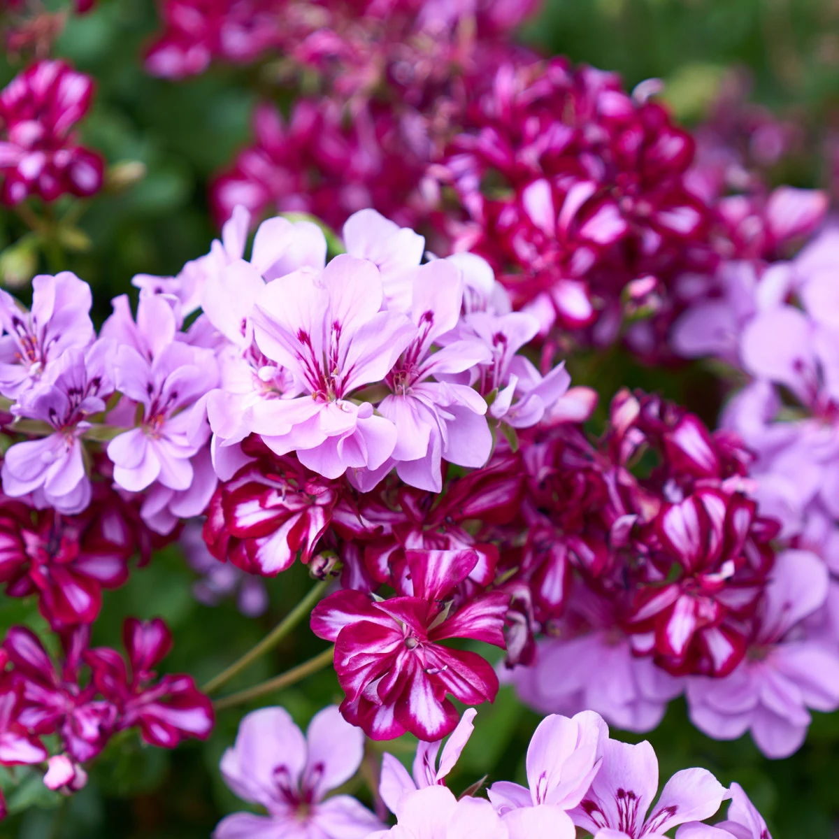 Muškát převislý Tornado směs barev - Pelargonium peltatum - semena muškátu - 4 ks