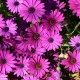 Paprskovka Asti Mix F1 - Osteospermum ecklonis - semena paprskovky - 6 ks