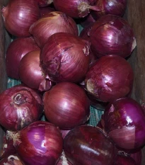 Cibule Magnate F1 - Allium cepa - semena cibule - 150 ks